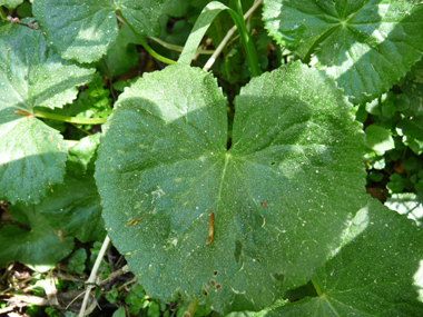 Feuilles basilaires possédant un limbe arrondi et crénelé porté par un long pétiole tandis que les supérieures sont sessiles. Agrandir dans une nouvelle fenêtre (ou onglet)